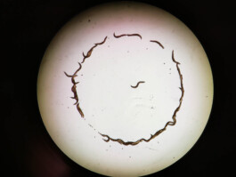 Micro Macro – Life Sciences in Jena