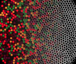 Micro Macro – Life Sciences in Jena