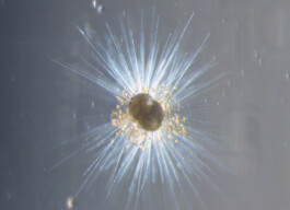 Micro Macro – Life Sciences in Jena