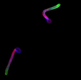 Micro Macro – Life Sciences in Jena