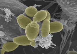 Micro Macro – Life Sciences in Jena