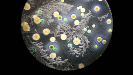 Micro Macro – Life Sciences in Jena