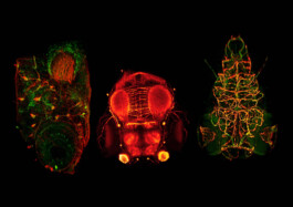 Micro Macro – Life Sciences in Jena